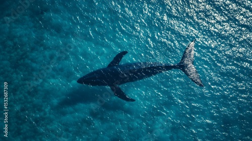 shadow of a blue whale in the sea seen from the air