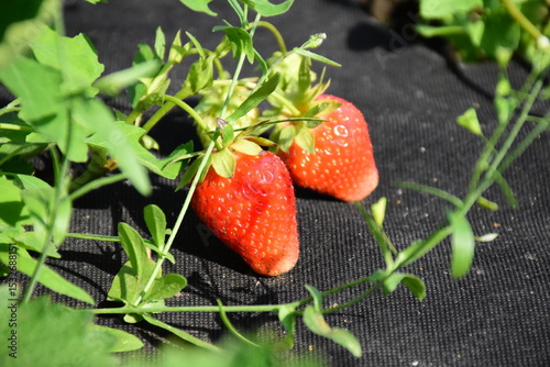 Ripe Strawberry Growing in Garden photo