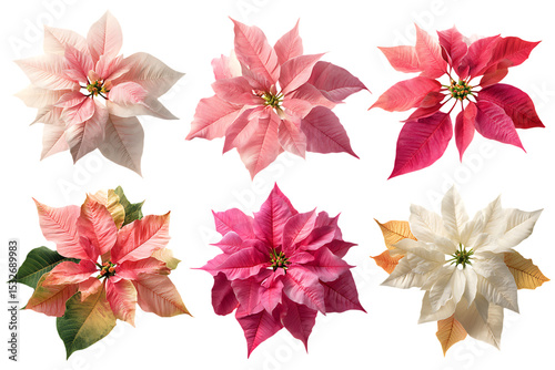 Elegant red poinsettia flowers for festive decor