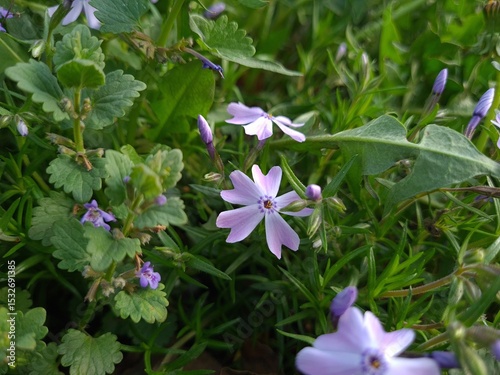 Serene Beauty: Blue Phloxes in Bloom photo