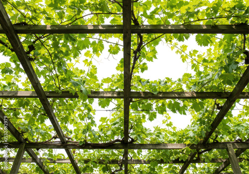 Isolated View of a Pergola with Lush Green Grape Vines