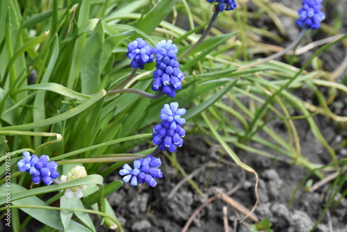 Blooming Blue Muscari: A Delicate Springtime Garden Display
 photo