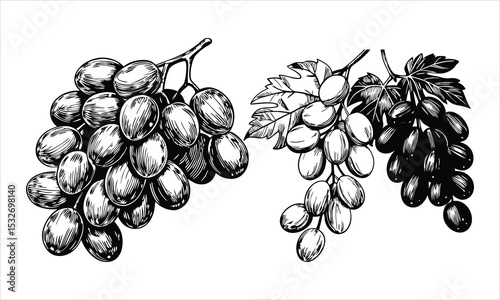 Two bunches of grapes isolated on white background in vintage style