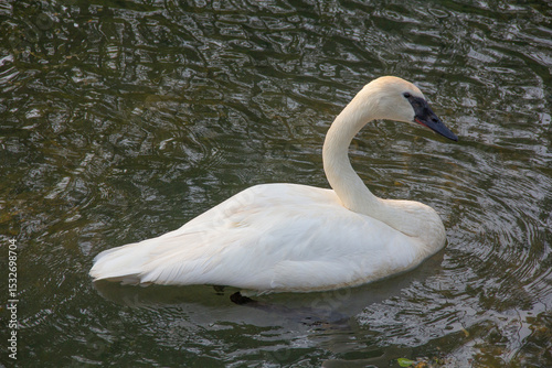 Fototapeta Naklejka Na Ścianę i Meble -  Minnesota Trumpeter Swan