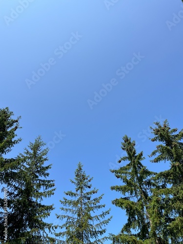 In the two-part photograph, the blue sky can be seen at the top and green coniferous trees at the bottom