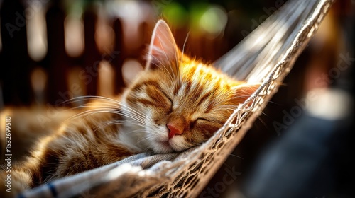 Peaceful Afternoon Nap: Adorable Orange Tabby Cat Sleeping in Hammock on a Warm Summer Day