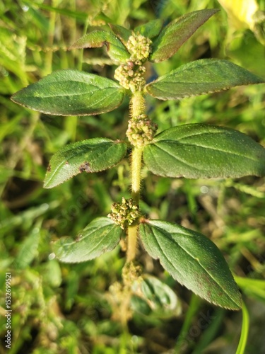 Close-up of a Euphorbia Hirta, Herbal Plant Patikan Kebo  photo