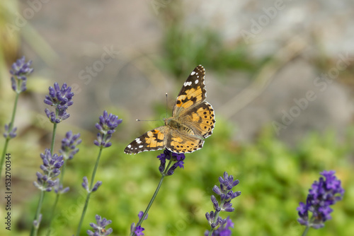 Painted Lady (Vanessa cardui) butterfly perched on lavender in Zurich, Switzerland