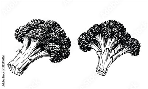 Two broccoli florets isolated on white background in sketch style