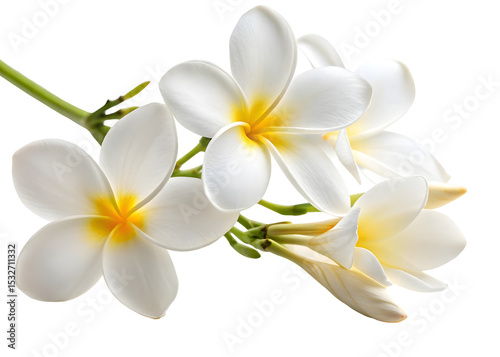 Frangipani flower isolated on white background