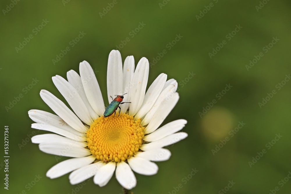 Fototapeta premium Weiblicher Glänzender Blütenprachtkäfer (Anthaxia nitidula) mit Spinne auf Margerite