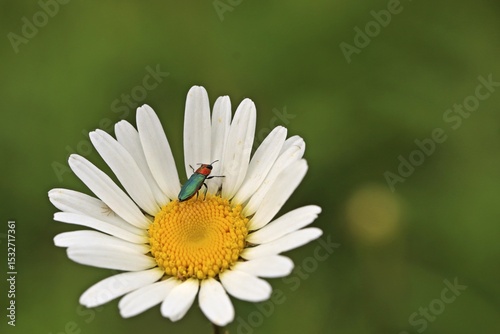 Weiblicher Glänzender Blütenprachtkäfer (Anthaxia nitidula) mit Spinne auf Margerite