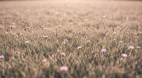 Field of Daisies in Sunlight
