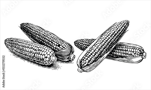 Corn cobs isolated on white background in a vintage drawing style