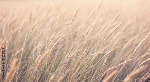 Field of Dry Grass