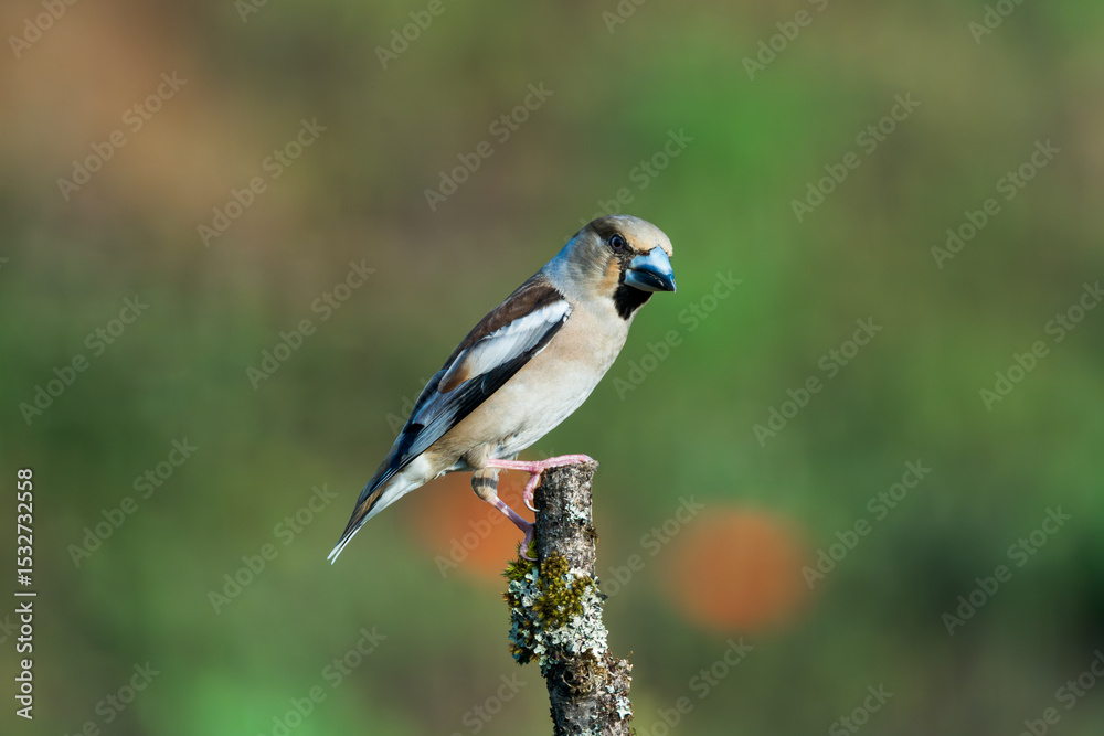 Obraz premium Kernbeisser