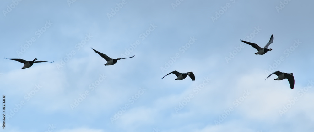 Fototapeta premium five Canada geese in flight on a blue sky.
