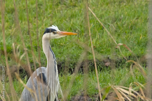 Portrait of a  Grey heron in a meadow in the zetlands of Bourgoyen nature reserve, Ghent, Flanders, Belgium - Ardea cinerea 