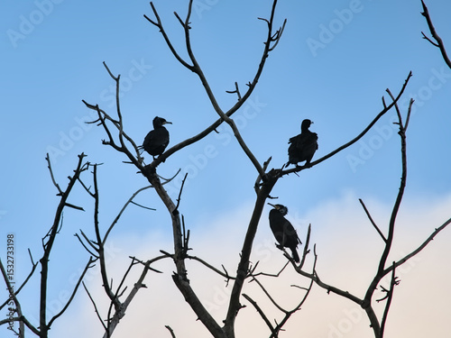  Silhouette of a dead bare tree with cormorants and their nests against a blue sky with fluffy clouds in Bourgoyen nature reserve, Ghent, Flanders, Belgium
