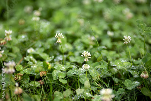 Fototapeta Naklejka Na Ścianę i Meble -  Flowers and leaves of Trifolium repens in a meadow on a blurred background