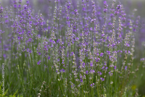 Blooming lavender in the garden
