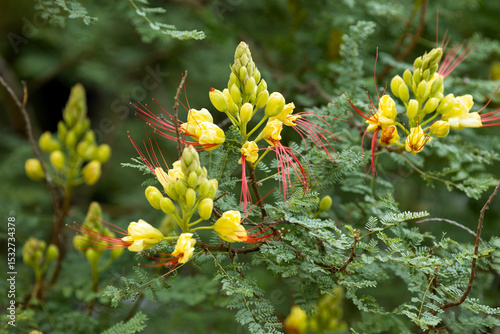 Blooming yellow Caesalpinia flowers in the park
