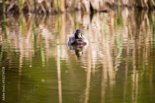 Canvas Print Male Mallard or wild duck paddling in pond.