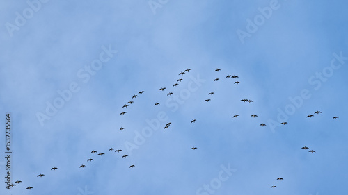 Large group of Canada geese flying, low angle view - Branta canadensis 