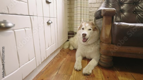 portrait of a cute fluffy siberian husky dog indoors