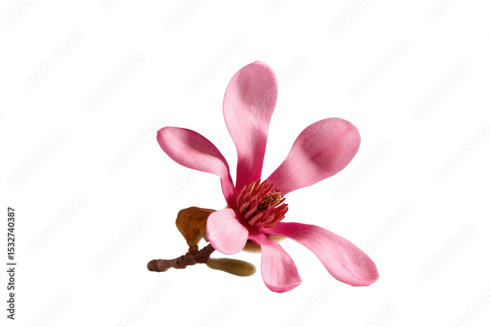 Naklejka premium A delicate and exquisite star magnolia blooms with radiant pink petals, showcasing the intricacies of nature's artistry. The single flower, a testament to spring's renewal, appears poised.