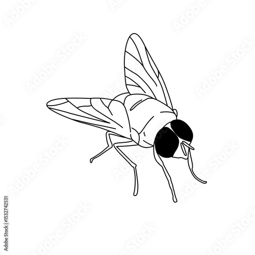 logo fly
