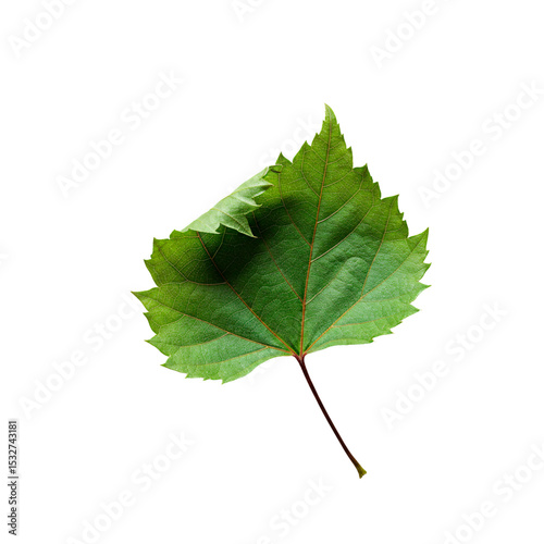 Unique Leaf Shape: A Study of Nature's Design