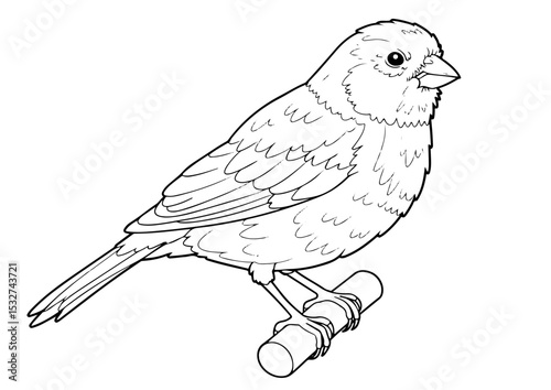 canary cartoon outline line art coloring page for adult childern kids, vector illustration, white background