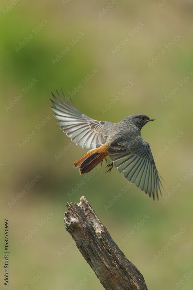 Fototapeta premium Hausrotschwanz,Hausrotschwanz, Natur, Rotschwanz, Singvogel, Tiere, Vogel,Phoenicurus ochruros