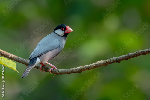 Java finch, Java sparrow, padda oryzivora, over a branch