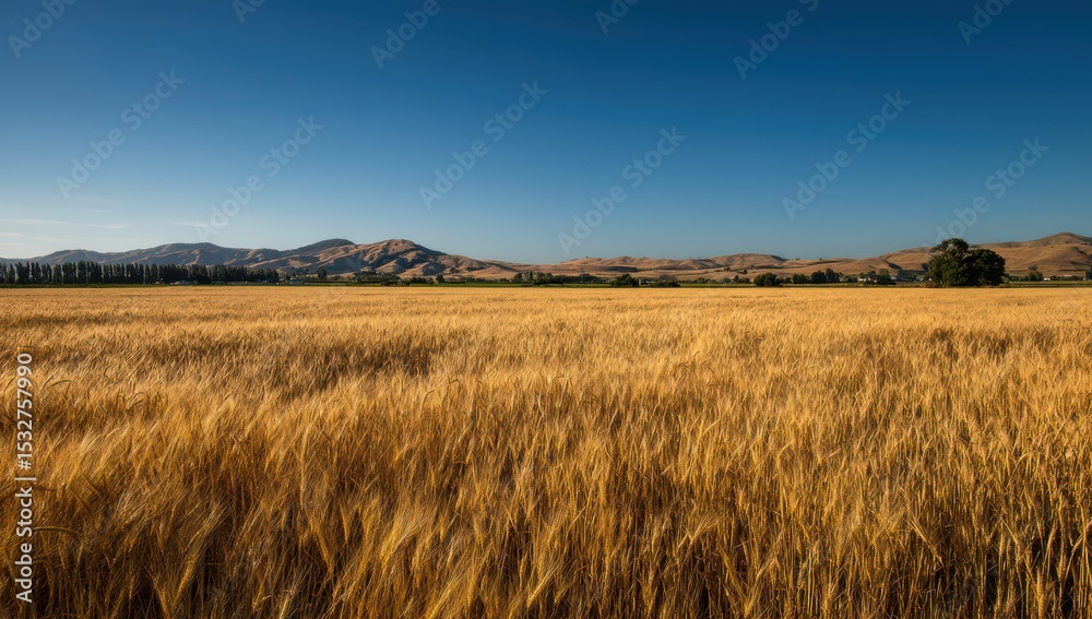 Obraz premium The sun shines on the cornfield, creating a clear blue sky background