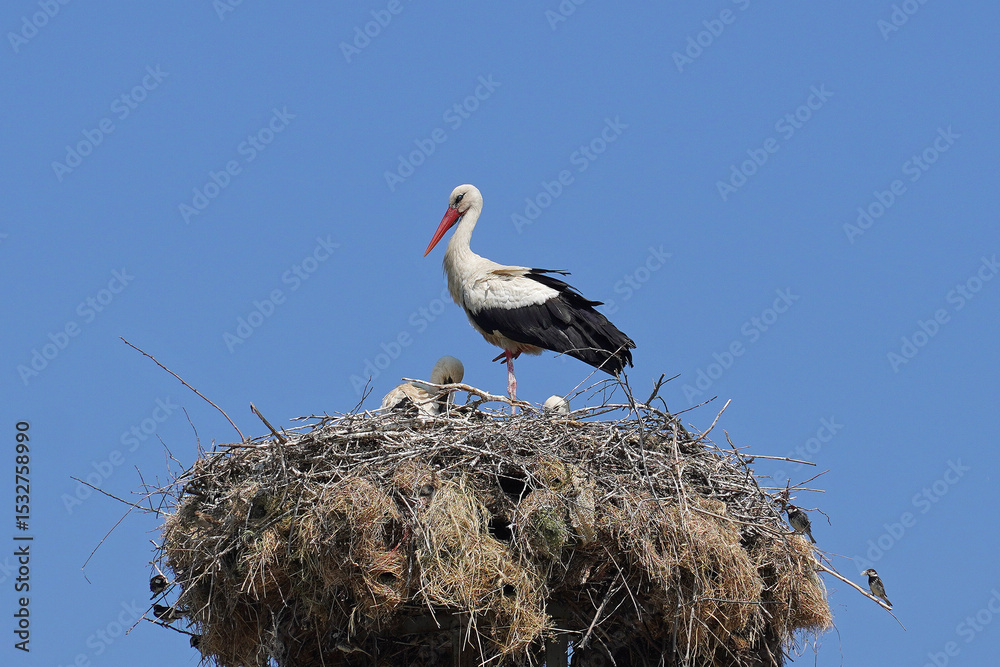 Fototapeta premium storks in nest chicks family birds against sky nature