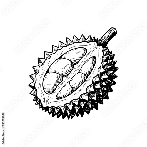 Hand-drawn illustration of a cut-open durian fruit.