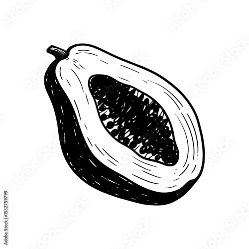 Hand-drawn papaya fruit in cross section