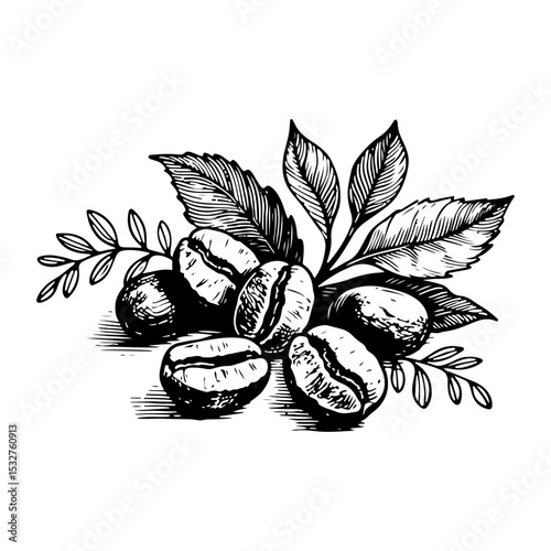 Coffee Beans and Leaves Illustration
