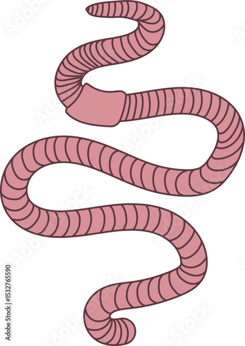 Pink earthworm isolated on white background