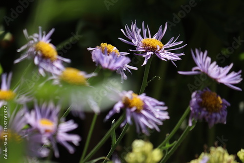 Fototapeta Naklejka Na Ścianę i Meble -  Flowers of blue alpine daisy (Aster alpinus) in summer garden