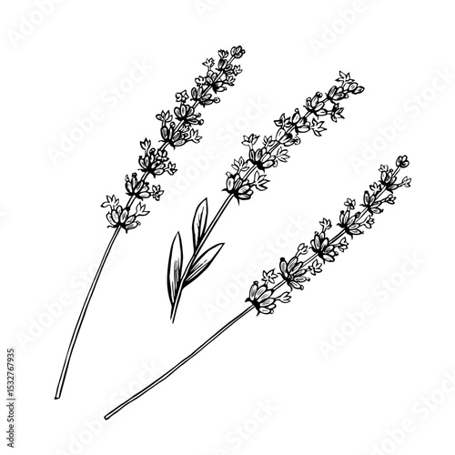 A set of lavender flowers. Black and white vector, hand-drawn graphic illustration. A design element for packaging, postcards, and labels. For banners, flyers and posters.