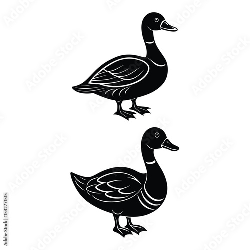 duck isolated on white