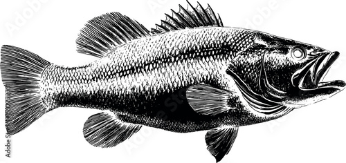 Detailed Black Silhouette Illustration of Largemouth Bass Fish with Scales and Fins Engraving Style. Largemouth Bass Vector