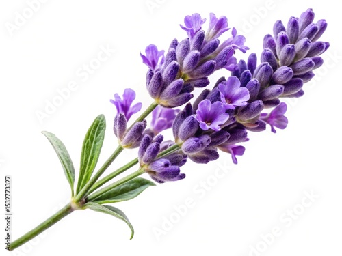 Delicate sprig of lavender against a stark white background, showcasing floral beauty