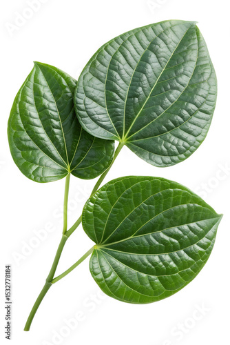 green Kava leaf isolated on white
