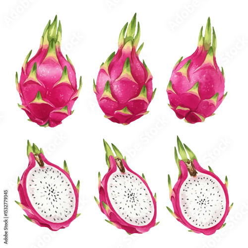 hand painted watercolor set of dragon fruit illustraton