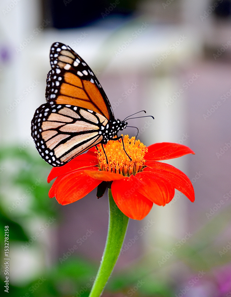 Fototapeta premium Monarch of Flower