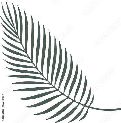 Dark green palm frond is fanning out diagonally on transparent background in flat design